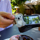 Walkie Koala - Money Walkie